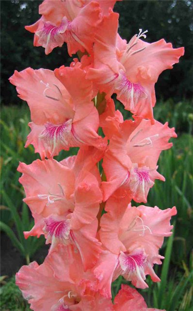 plantare Gladiole și de îngrijire, specii și soiuri, fotografie (specii Gladiole) plantare Gladiole și de îngrijire, specii și varietăți, fotografii