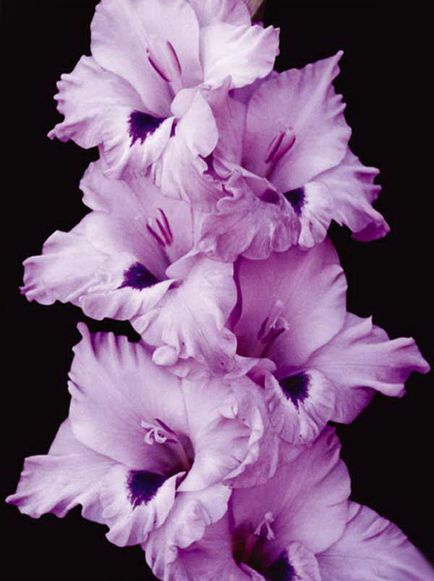 plantare Gladiole și de îngrijire, specii și varietăți, Foto (aterizare) plantare Gladiole și de îngrijire, specii și varietăți, fotografii