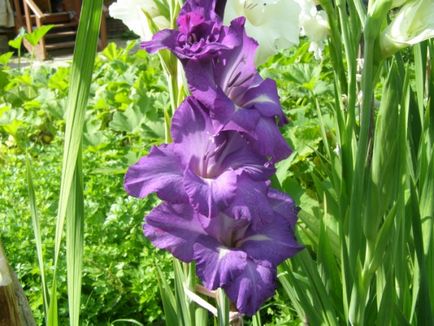 plantare Gladiole și de îngrijire, specii și soiuri, fotografie (Gladiole foto) plantare Gladiole și de îngrijire, specii și varietăți, fotografii
