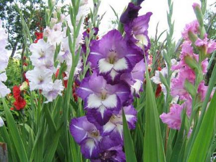 plantare Gladiole și de îngrijire, specii și soiuri, fotografie (Gladiole foto) plantare Gladiole și de îngrijire, specii și varietăți, fotografii