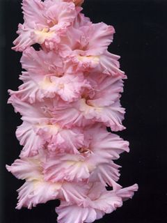 plantare Gladiole și de îngrijire, specii și varietăți, Foto (aterizare) plantare Gladiole și de îngrijire, specii și varietăți, fotografii