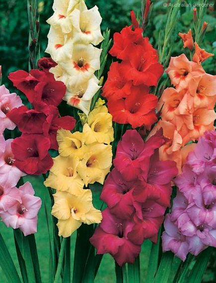plantare Gladiole și de îngrijire, specii și soiuri, fotografie (Gladiole foto) plantare Gladiole și de îngrijire, specii și varietăți, fotografii