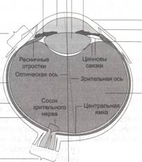Ochiul drept un dispozitiv optic - studopediya
