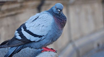 Porumbei - semne și superstiții despre păsări