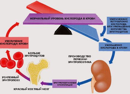 rinichii produc hormoni care, funcții, cauze de încălcări