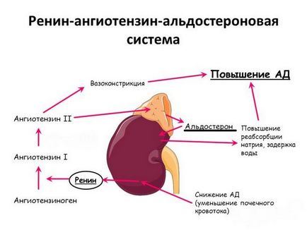 Hormoni de rinichi și produc cauze de încălcări