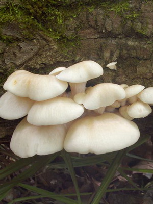Ciuperci imagine stridii, cum și în care pădurea cresc ciuperci stridii atunci când acestea colectează