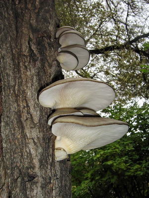 Ciuperci imagine stridii, cum și în care pădurea cresc ciuperci stridii atunci când acestea colectează