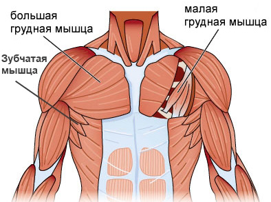 Cum de a pompa rapid mușchii pectorali la domiciliu, fără simulatoare