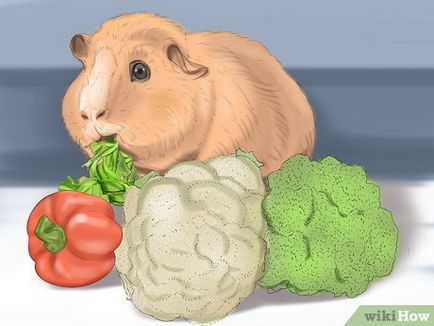 Cum și ce să se hrănească porcii de Guineea