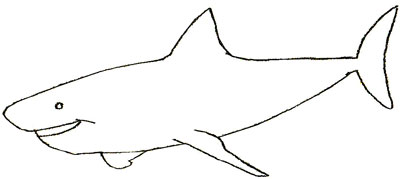 Cum de a desena un rechin, desen rechin etape creion