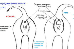 Cum de a determina pisoi de sex în 1, 2, 3 luni sau mai mult spre deosebire de pisica pisica - caracteristici sexuale (pisica) Cum de a determina pisoi de sex în 1, 2, 3 luni și mai mult, cum să se distingă o pisica de la o pisica - caracteristici sexuale