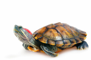Cum de a determina speciile de broască țestoasă, fără a face referire la expert, în viața unui ghid
