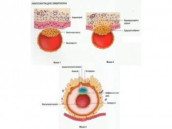 Care sunt semnele implantarea embrionului in uter