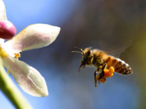 Cum albinele fac miere răspunsuri simple la întrebări complexe