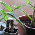 Cum să transplant Yucca la domiciliu, foto și video