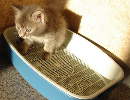Cum să utilizați o tavă cu grila (grid) pentru pisici