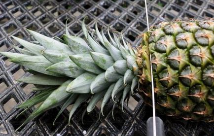 Cum să planteze și să crească un ananas la domiciliu (foto), selectați