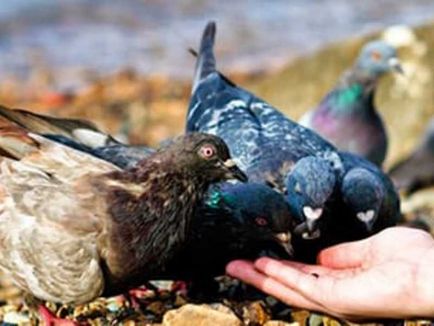 Cum de a prinde un porumbel mâini cum să facă o capcană pentru prinderea porumbei
