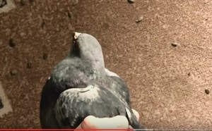 Cum de a prinde un porumbel mâini cum să facă o capcană pentru prinderea porumbei