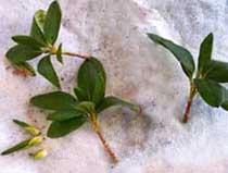 Cum se propaga azalee - plante de interior și flori