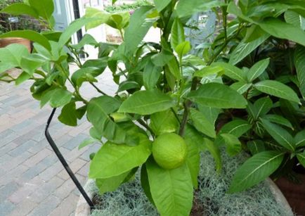 Cum să aibă grijă în mod corespunzător pentru bergamota la domiciliu