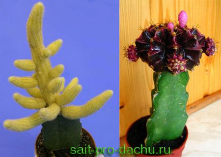 Cum de a planta cactus (ca cactus insufle) Cum de a planta un cactus