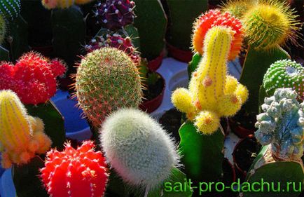 Cum de a planta cactus (ca cactus insufle) Cum de a planta un cactus