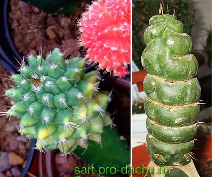 Cum de a planta cactus (inocula) Cum de a planta un cactus