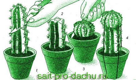 Cum de a planta cactus (inocula) Cum de a planta un cactus