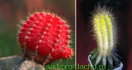 Cum de a planta cactus (cactus) Cum de a planta un cactus