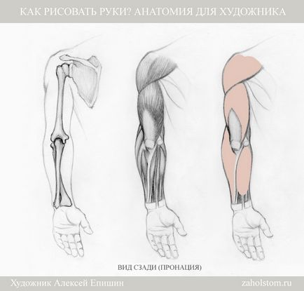 Cum de a desena mâini Anatomia pentru artiști