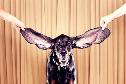 Cum să wiggle urechi