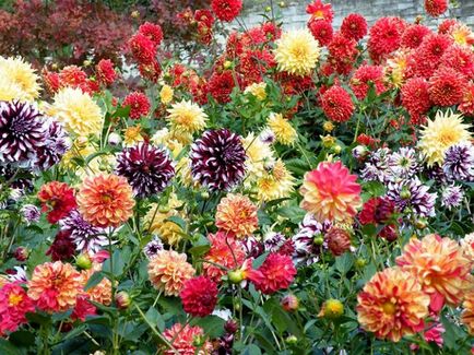 Cum de a decora o grădină de flori (plante) Cum de a decora grădina cu flori