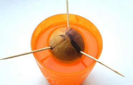Cum să crească avocado (oala cu avocado) Cum să crească fructele de avocado