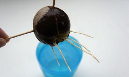 Cum să crească avocado (oala cu avocado) Cum să crească fructele de avocado