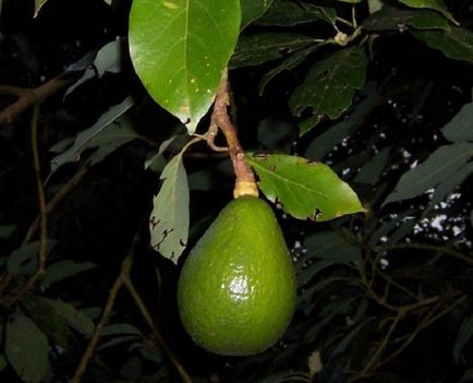 Cum să crească avocado (avocado) Cum să crească fructele de avocado