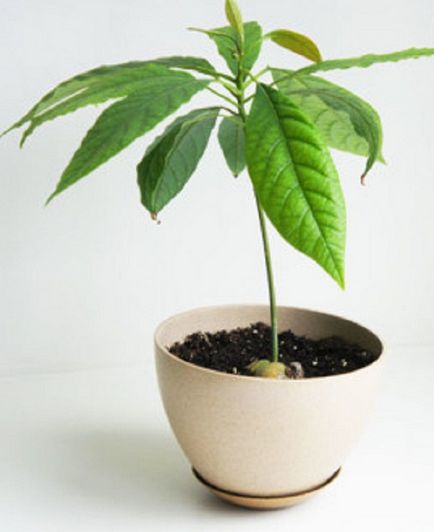 Ca avocado cresc (cresc) Cum să crească fructele de avocado