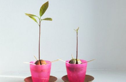 Ca avocado cresc (cresc) Cum să crească fructele de avocado