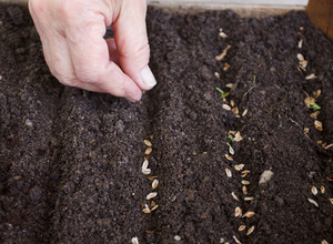 Cum să crească o cincime din semințe la domiciliu și pe teren