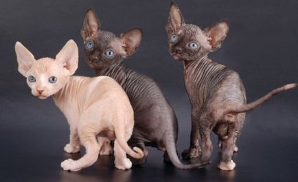 Sphynx descriere rasa, caracter