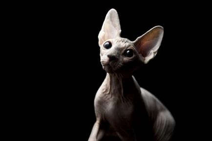 Sphynx descriere rasa, caracter