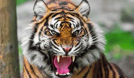De ce vis de un tigru într-un vis