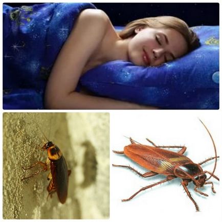 De ce vis de gândaci - și multe femei care trăiesc în apartament, interpretare vis