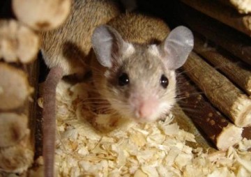 Ce rasă un șoarece în casa sorții populare și înțelepciunea generațiilor