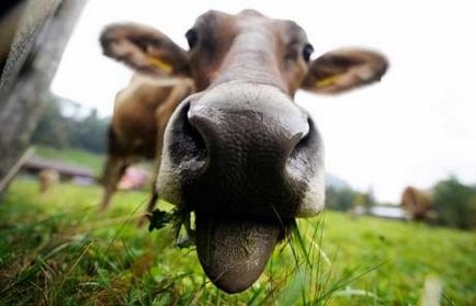 Pseudonimele și numele de vaci și gambe