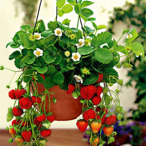 Căpșuni în casa, secretele unei recolte bune