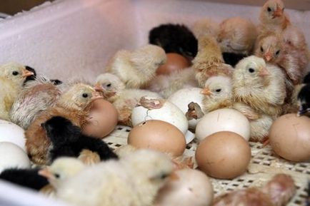 Când și cât de multe tseplyata hatch din ou în fotografie incubator și instruirea video de