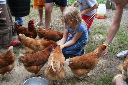 Hrănirea găinilor ouătoare la domiciliu ce să se hrănească, cum să se hrănească, compoziția hranei pentru animale, hrana pentru animale