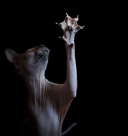 poveste Sphynx Cat, în special de îngrijire